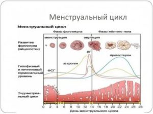 Сбой менструального цикла, который составляет 39-43 дня