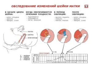 Беременность перед месячными