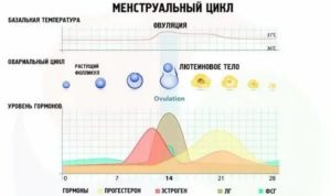 Сбой менструального цикла, который составляет 39-43 дня