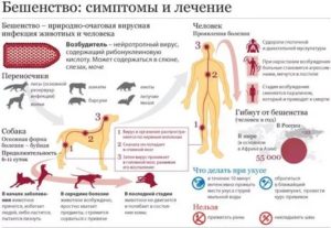 Риск заражения бешенством от ворон