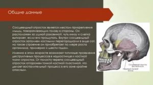Сосцевидный отросток