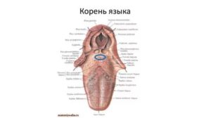 Нарост на корне языка, как будто растёт второй язык