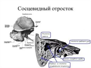 Сосцевидный отросток