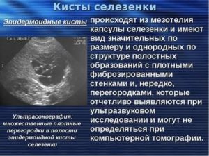 Образование селезенки