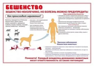 Риск заражения бешенством от ворон
