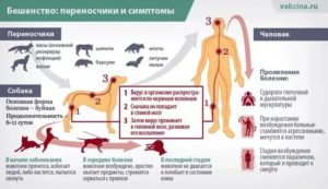 Риск заражения бешенством от ворон