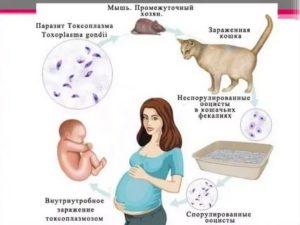 Токсокароз и Токсоплазмоз