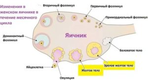 Желтое тельце в яичнике и положительные тесты. Внематочная б?