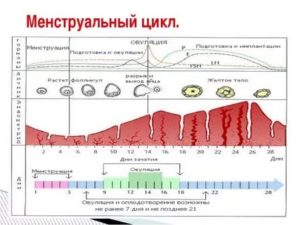 Сбой менструального цикла, который составляет 39-43 дня